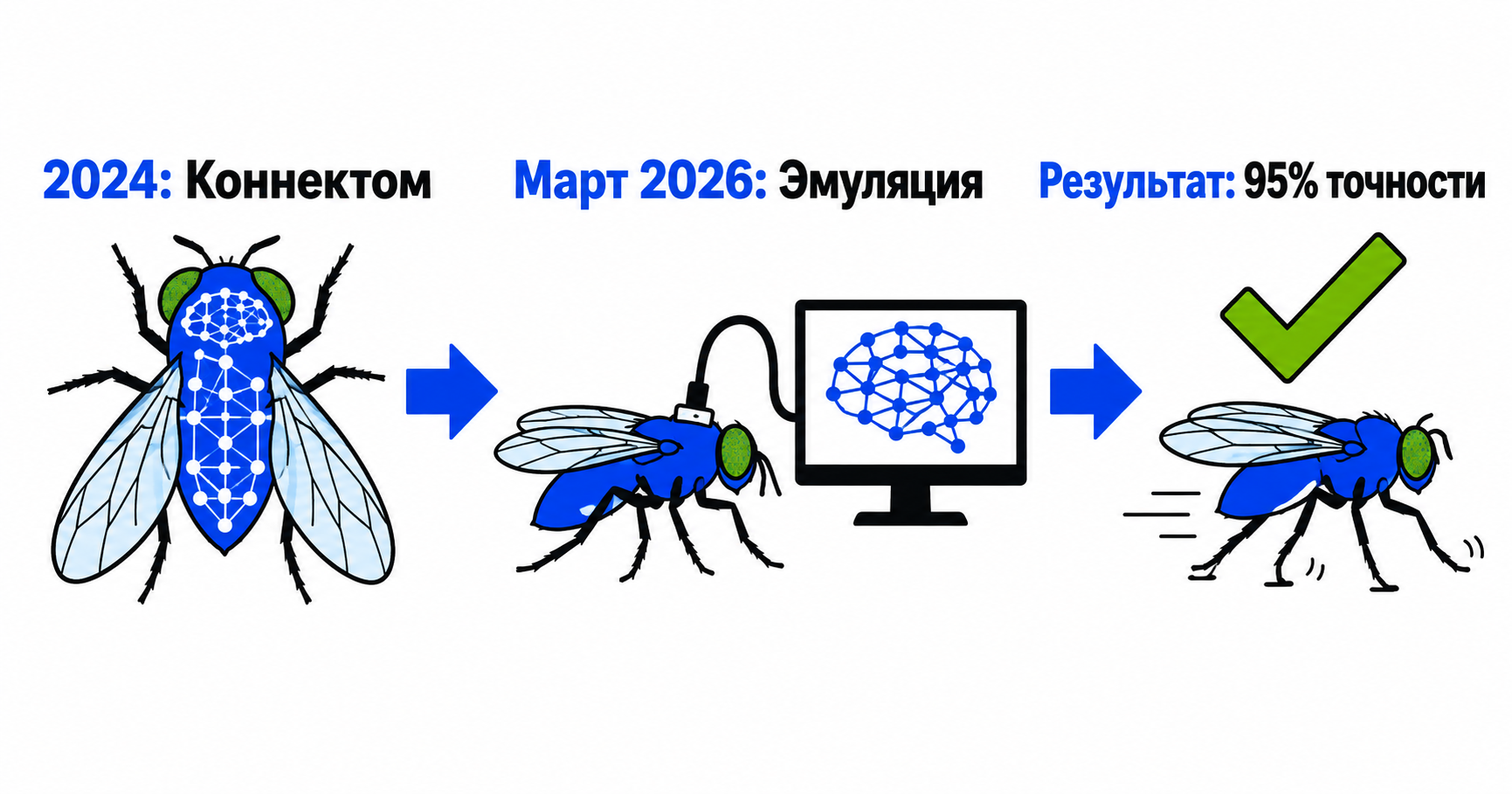 Мозг мухи дрозофилы: от коннектома 2024 до эмуляции 2026